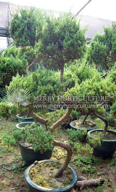 Pinus Bonsai 1.5m